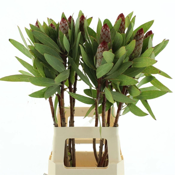 <h4>PROTEA ROBIJN</h4>