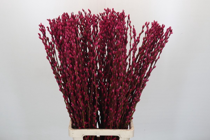 <h4>Salix Caprea Snow Flake P. Cerise</h4>