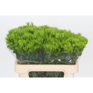 Dianthus Br Aldo Green