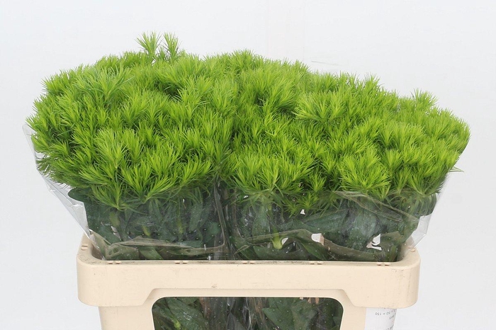 <h4>Dianthus Br Aldo Green</h4>