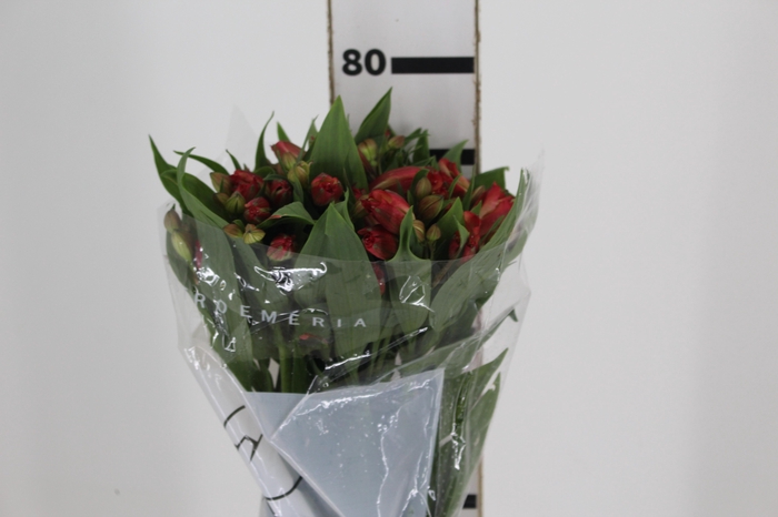 <h4>ALSTROEMERIA CORSICA 080 CM</h4>
