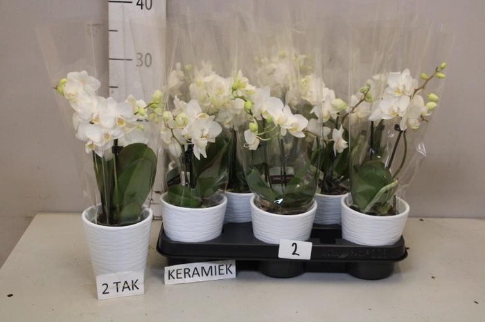 <h4>PHAL MF OV WIT</h4>