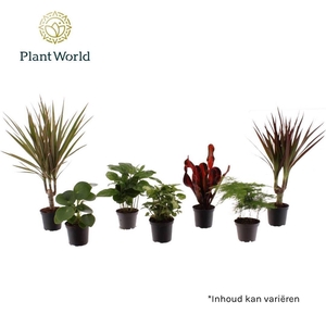 Kamerplanten gem. groen 6 soorten