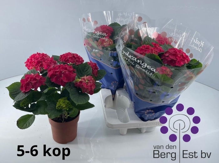 <h4>HYDR M SPEEDY RED</h4>