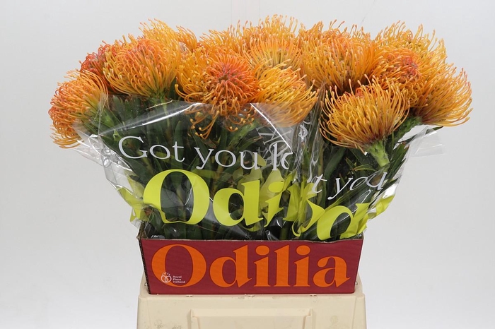 <h4>Nutans Ayoba Peach</h4>