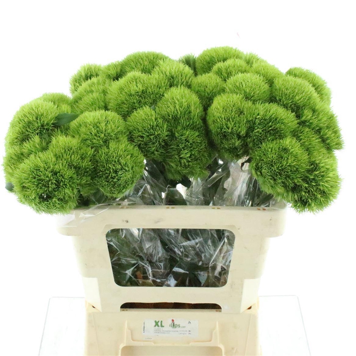 <h4>Di Barb Kiwi Mellow Super</h4>