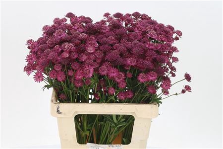 <h4>Astrantia Red Joyce</h4>
