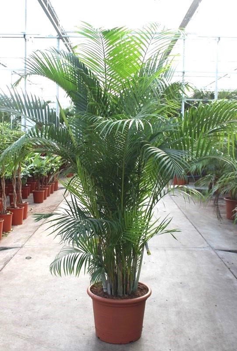 <h4>Dypsis lutescens (Areca)</h4>