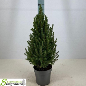Picea Gl Conica