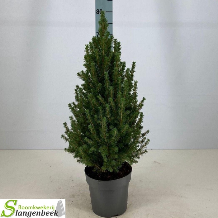 <h4>Picea Gl Conica</h4>
