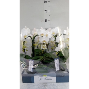 Phalaenopsis   ...white