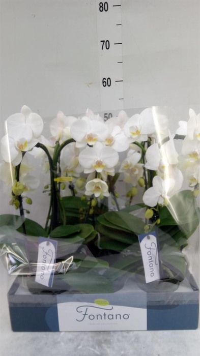 <h4>Phalaenopsis   ...white</h4>