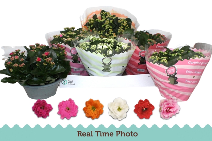 <h4>KAL GE GEM 6 KL</h4>