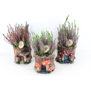 arr4 Outdoor PL - Boomstam calluna x3