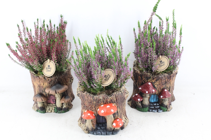 <h4>arr4 Outdoor PL - Boomstam calluna x3</h4>