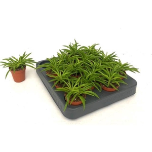 Peperomia Nirvana 5,5Ø 10cm