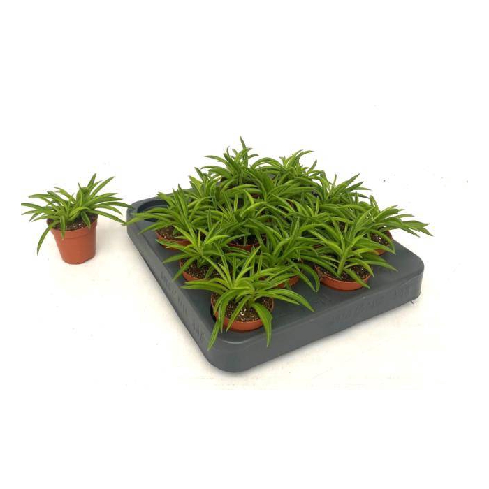 <h4>Peperomia Nirvana 5,5Ø 10cm</h4>