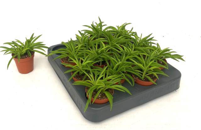 Peperomia Nirvana 5,5Ø 10cm