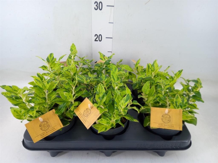 <h4>Planten   ... L%</h4>