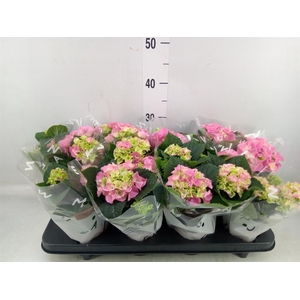 Hydrangea mac. 'Early Rosa'
