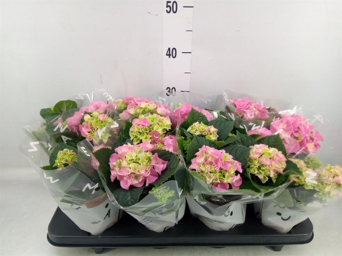 <h4>Hydrangea mac. 'Early Rosa'</h4>