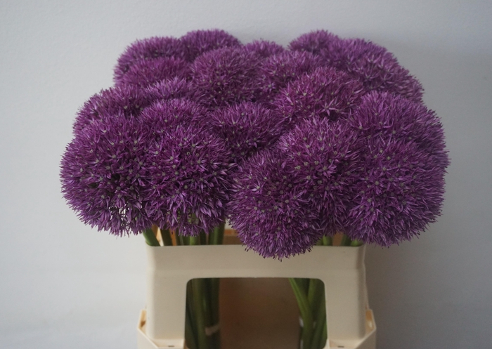 <h4>ALLIUM PINBALL WIZAR</h4>