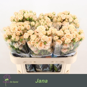 R TR JANA