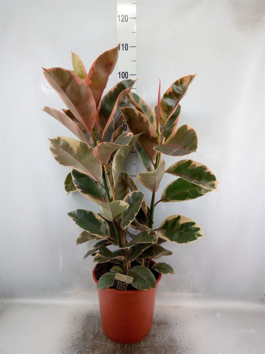 <h4>Ficus elastica 'Belize'</h4>