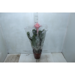 AECHMEA FASCIATA P17