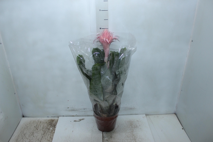 <h4>AECHMEA FASCIATA P17</h4>