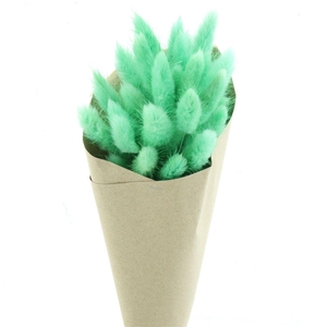 Dried Lagurus Bleached Light Green Bs