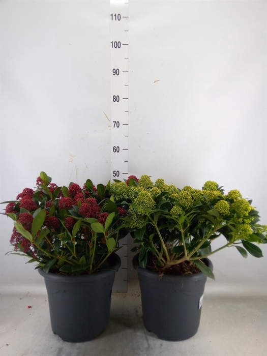 <h4>Skimmia ...</h4>