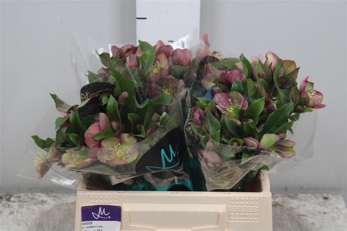 <h4>Hell Mammoth Pink</h4>