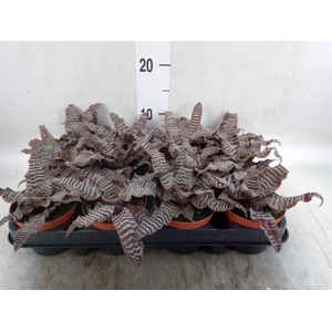 Cryptanthus bivittatus