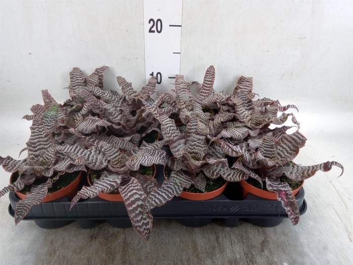 <h4>Cryptanthus bivittatus</h4>