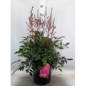 Astilbe arendsii 'Drum and Bass