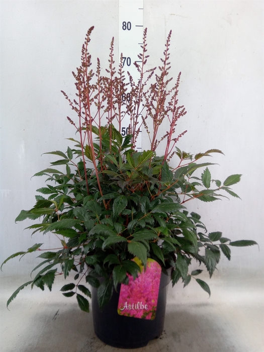 <h4>Astilbe arendsii 'Drum and Bass</h4>