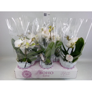 Phalaenopsis   ...white