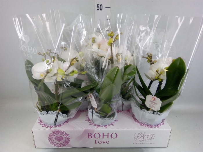 <h4>Phalaenopsis ...white</h4>