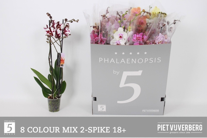 <h4>PHAL GEM 8 KL</h4>