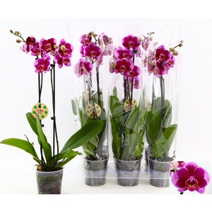 PHAL OV