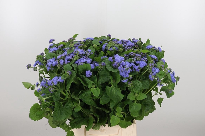 <h4>Agapanthus Dr.brouwer</h4>