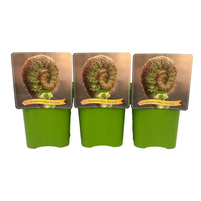 <h4>Dryopteris filix-mas The King</h4>