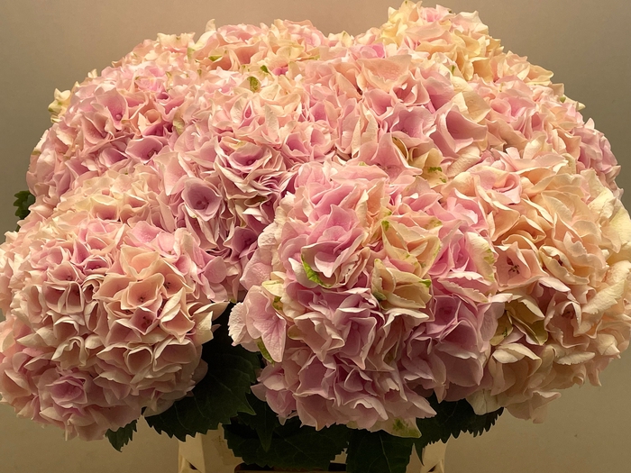 <h4>HYDR M MY PINKTOU RZ</h4>