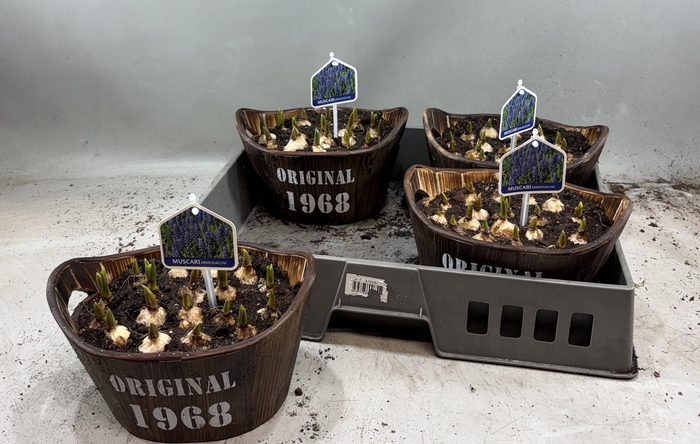 <h4>ARR MUSCARI</h4>