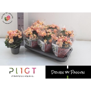 BEG DU HAILEY SUNSET