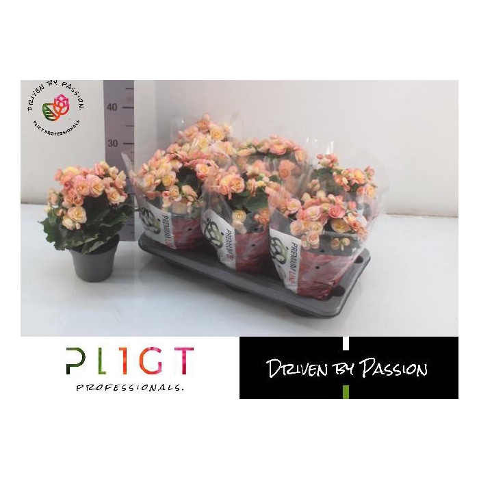 <h4>BEG DU HAILEY SUNSET</h4>