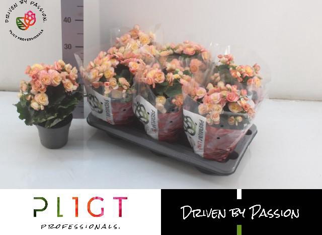 BEG DU HAILEY SUNSET