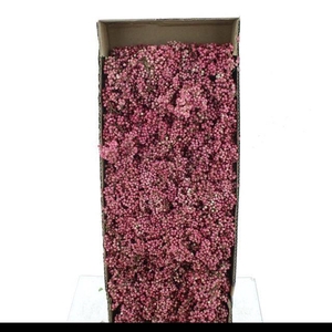 DRIED PEPPER BERRIES PINK (NATUREL)