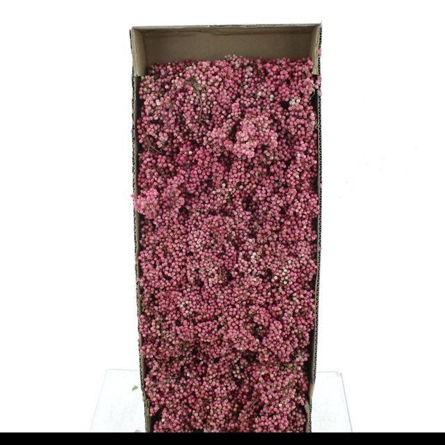 <h4>DRIED PEPPER BERRIES PINK (NATUREL)</h4>